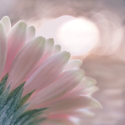 Close-up of flower against blurred background