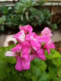 Close-up of wet pink flowers blooming outdoors