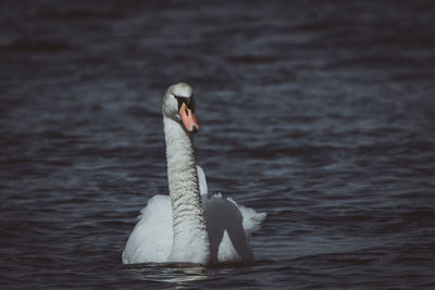 Swan swimming in lake