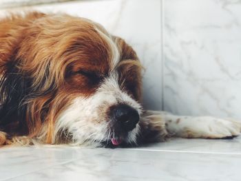 Close-up of dog lying on floor at home