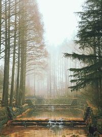 Trees by lake in forest against sky