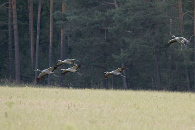 Bird flying over a field