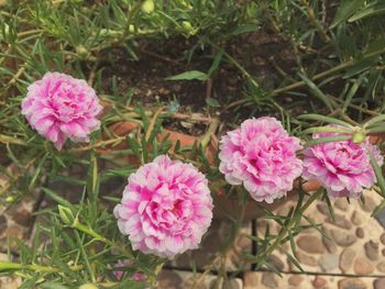 Close-up of pink flowers