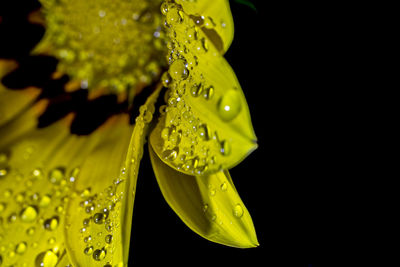 Close-up of wet yellow flower against black background