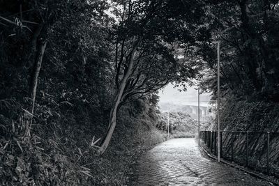 Empty road amidst trees in forest