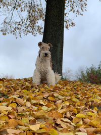 View of an animal on tree trunk