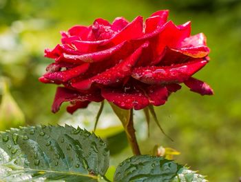 Close-up of wet red flower blooming outdoors
