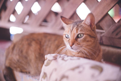 Stray cat in dahab, a diving resort in the red sea, sinai peninsula, egypt