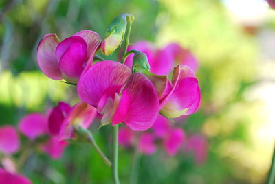 Close-up of pink flowering plant