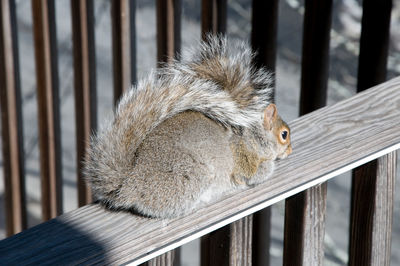 Close-up of squirrel on wooden railing