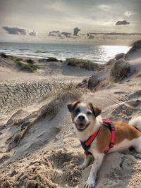 Dog on beach