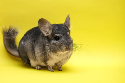 Cute chinchilla on yellow background