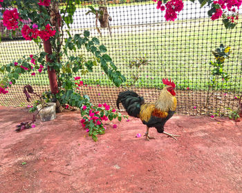 View of a peacock