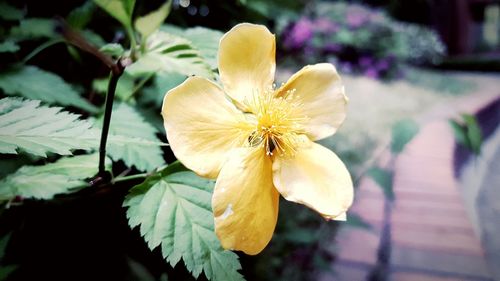 Close-up of flower against blurred background