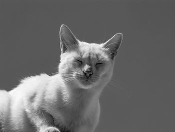 Close-up of cat against black background