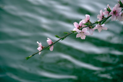A tree branch with pink flowers with green river water background