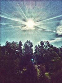 Low angle view of sun shining through trees