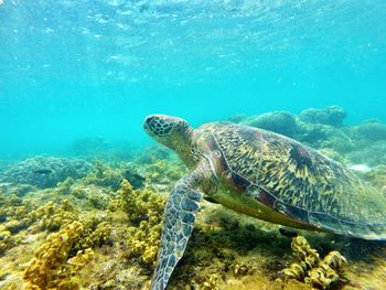 Close-up of turtle swimming in sea