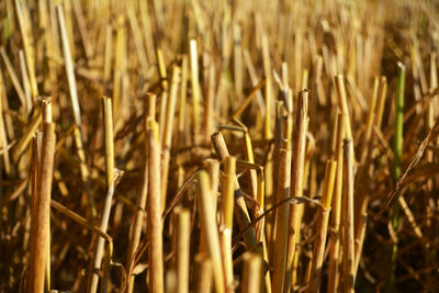 Close-up of harvested wheat field