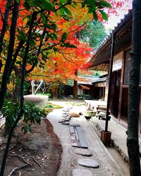 Trees in autumn