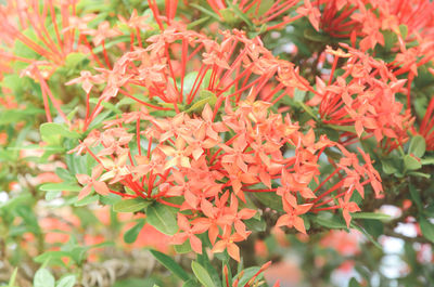 Close-up of red flowers