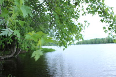 Reflection of trees in water