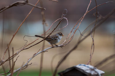 Close-up of bird perching on branch