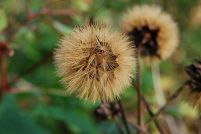 Close-up of flower growing outdoors