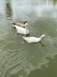 High angle view of swans swimming in lake