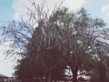 Low angle view of tree against sky