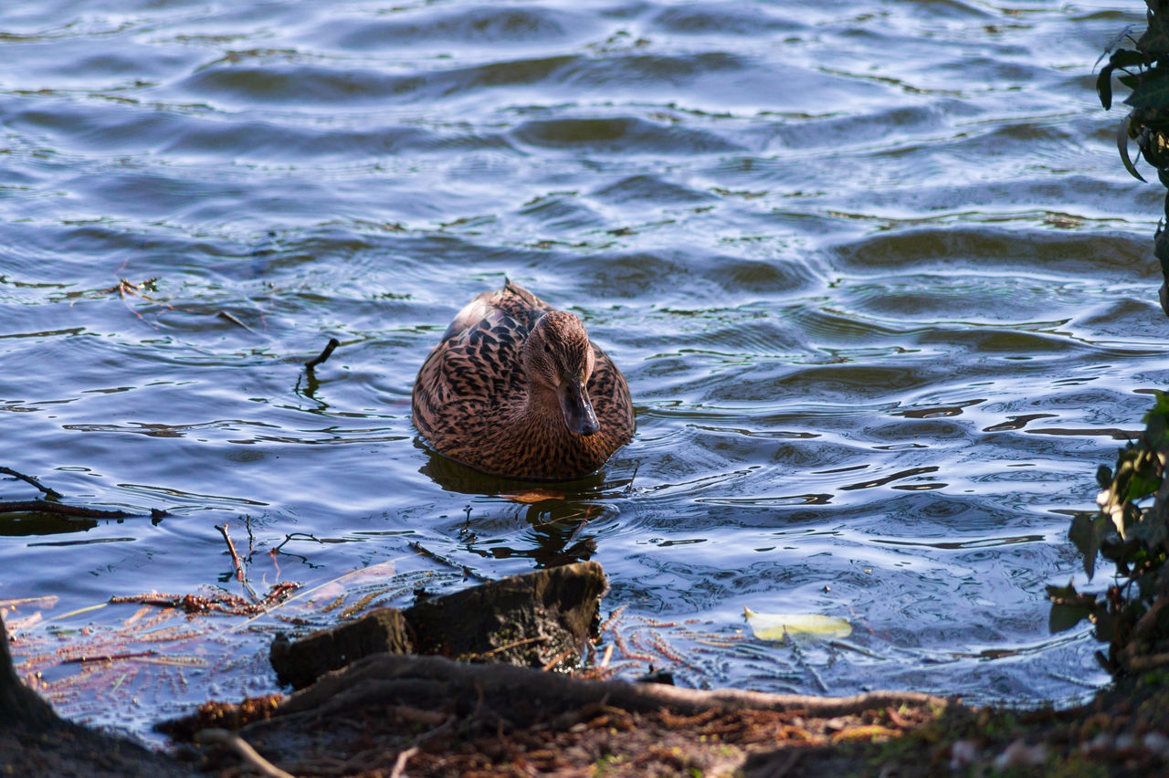 Anseriformes