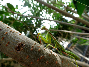 Close-up of insect perching on tree