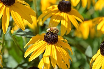 Close-up of bee on yellow flower