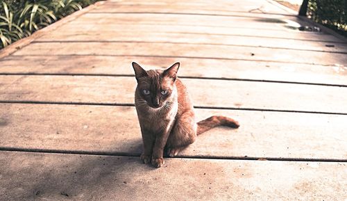 Portrait of cat on boardwalk