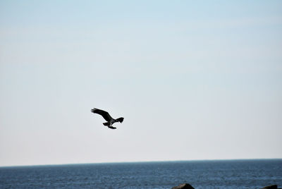 Bird flying over sea against sky