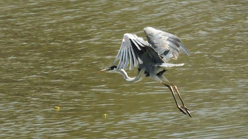 Bird flying over lake