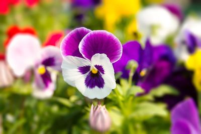 Close-up of purple flowers blooming outdoors