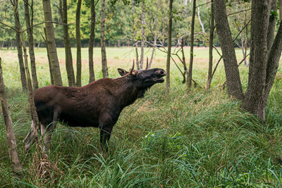 Horse standing in a forest