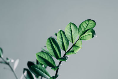 Close-up of plant against white background