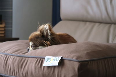 Dog sleeping on bed at home