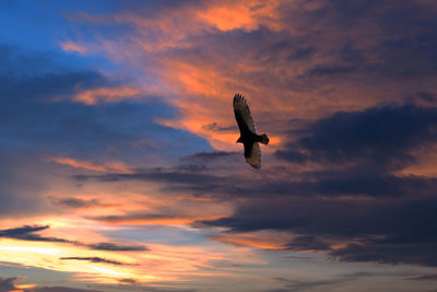 Low angle view of bird flying against sky during sunset