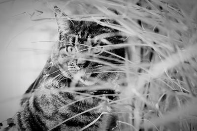 Close-up portrait of a cat