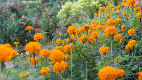 Close-up of marigold flowers in garden