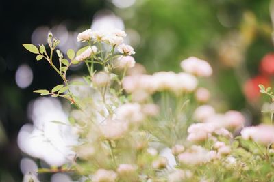 Close-up of white flowering plants on field