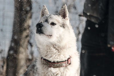 Dog looking away outdoors during winter