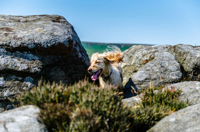 Dog on rock against sky