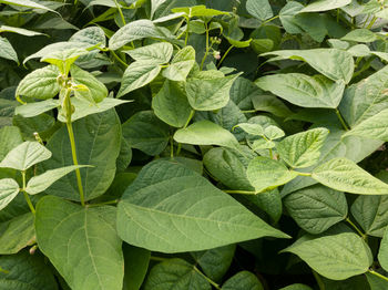 Full frame shot of green leaves