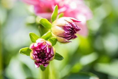 Close-up of pink flower blooming outdoors