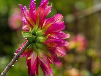 Close-up of pink flower blooming outdoors