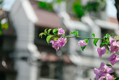 Close-up of pink bougainvillea blooming outdoors